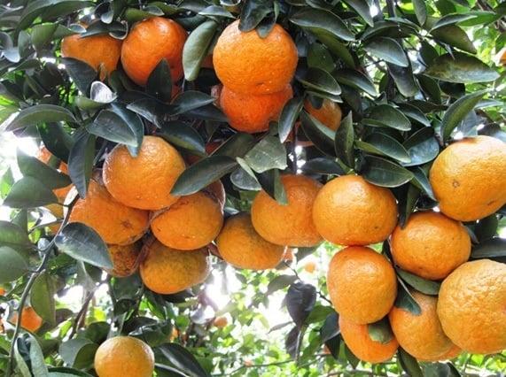 Cam sành hữu cơ tuyên quang tại vườn