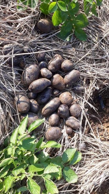 Khoai tây tím mới thu hoạch